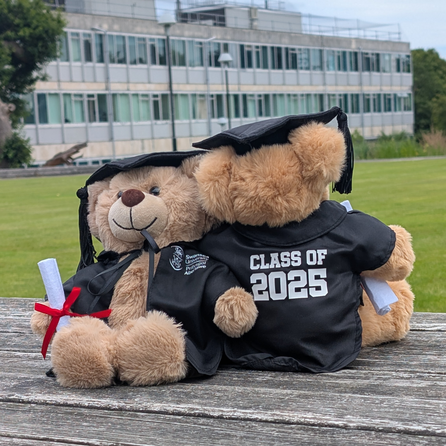 Swansea University Bear - Graduation