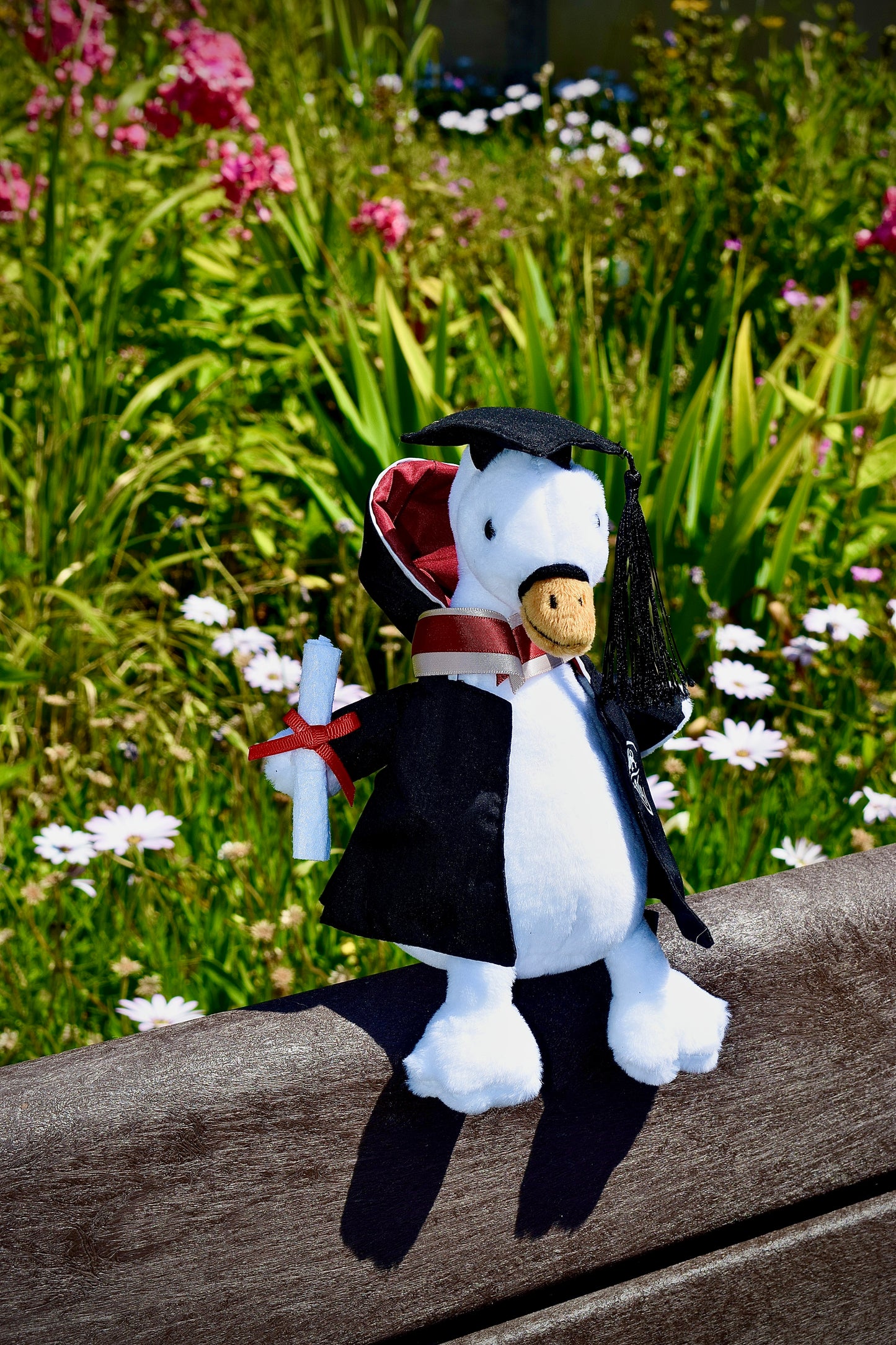 Swan Graduate Swansea University
