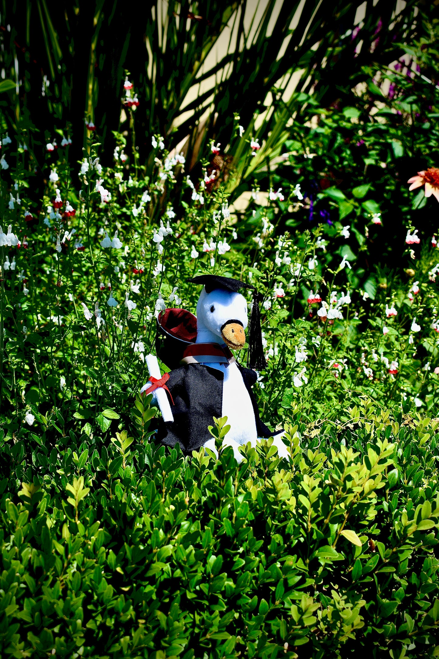 Swan Graduate Swansea University