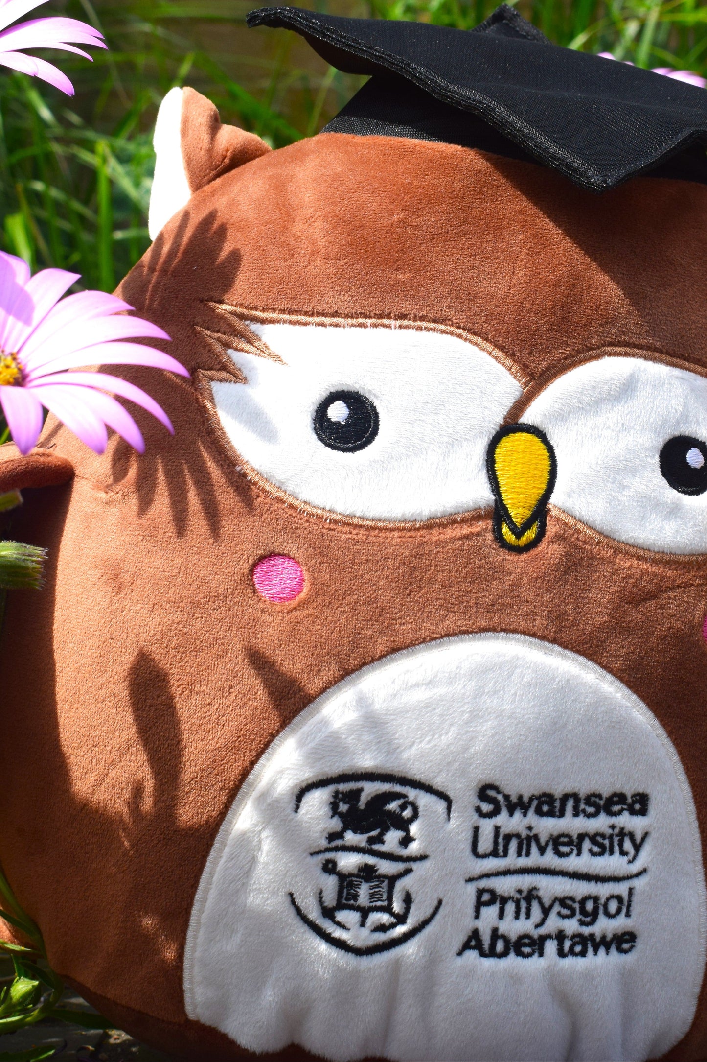 Swansea University Owl - Graduate