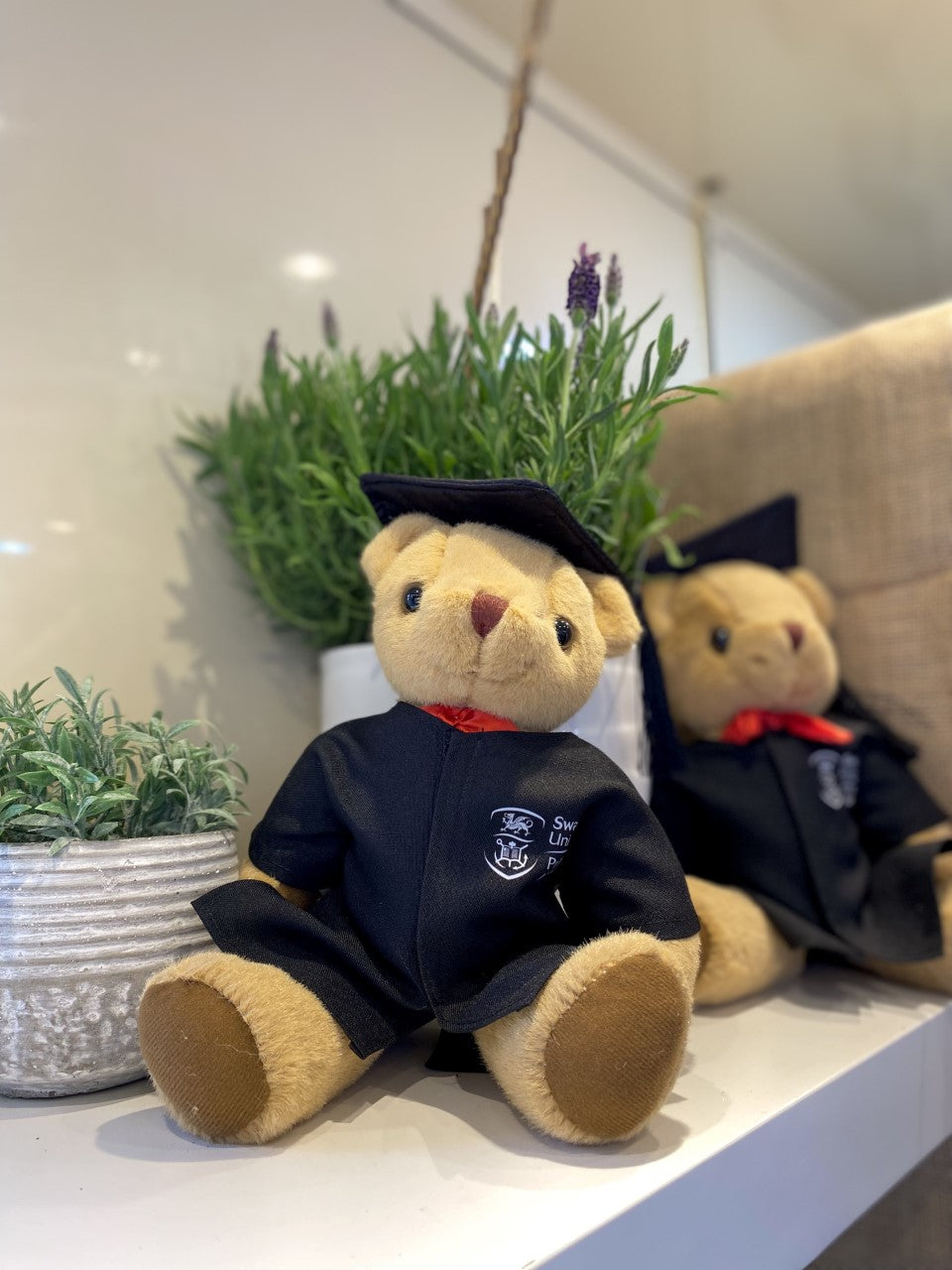 Swansea University Bear - Graduation